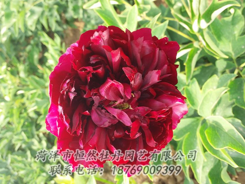 點(diǎn)擊查看詳細(xì)信息<br>標(biāo)題：紅色牡丹 閱讀次數(shù)：999
