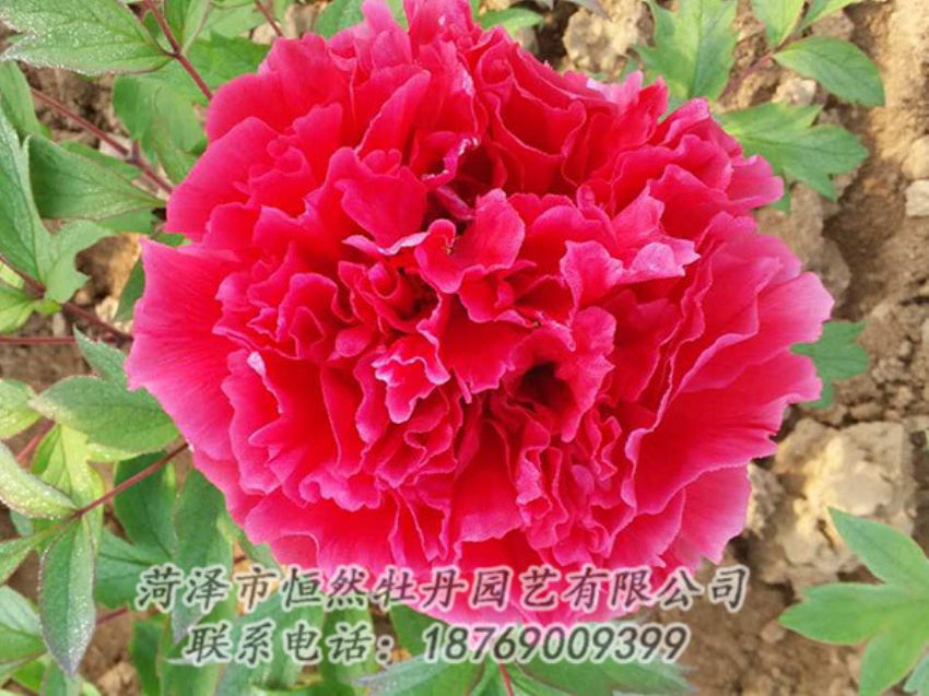 點(diǎn)擊查看詳細(xì)信息<br>標(biāo)題：紅色牡丹 閱讀次數(shù)：1117