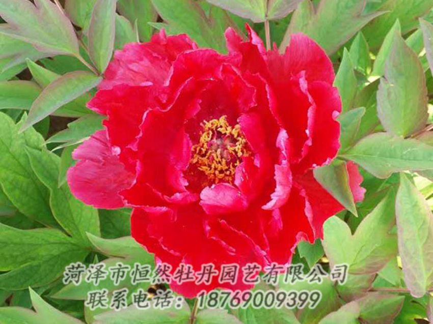 點(diǎn)擊查看詳細(xì)信息<br>標(biāo)題：紅色牡丹 閱讀次數(shù)：1154