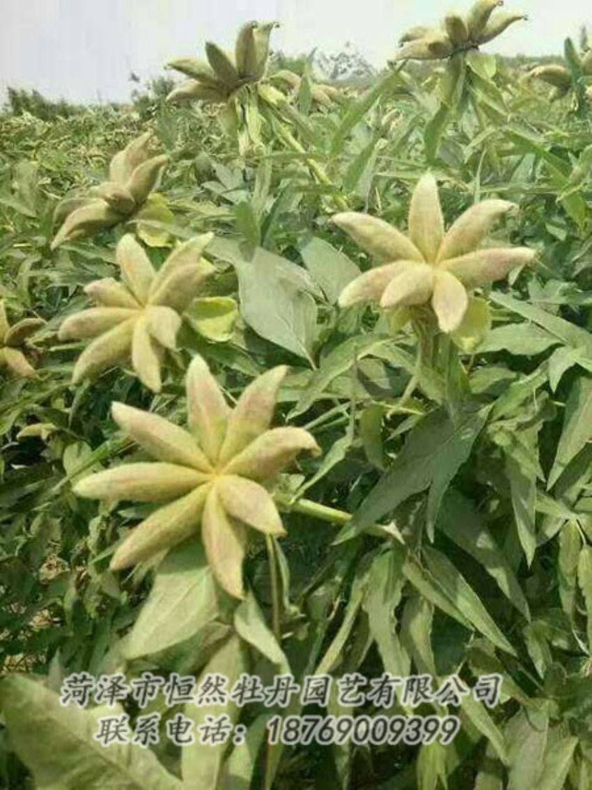 點擊查看詳細信息<br>標(biāo)題：油用牡丹 閱讀次數(shù)：1272
