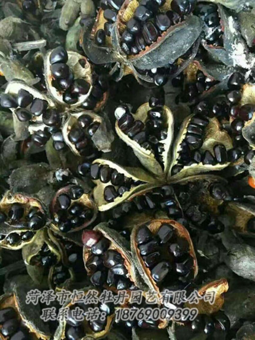 點擊查看詳細信息<br>標(biāo)題：油用牡丹 閱讀次數(shù)：1325