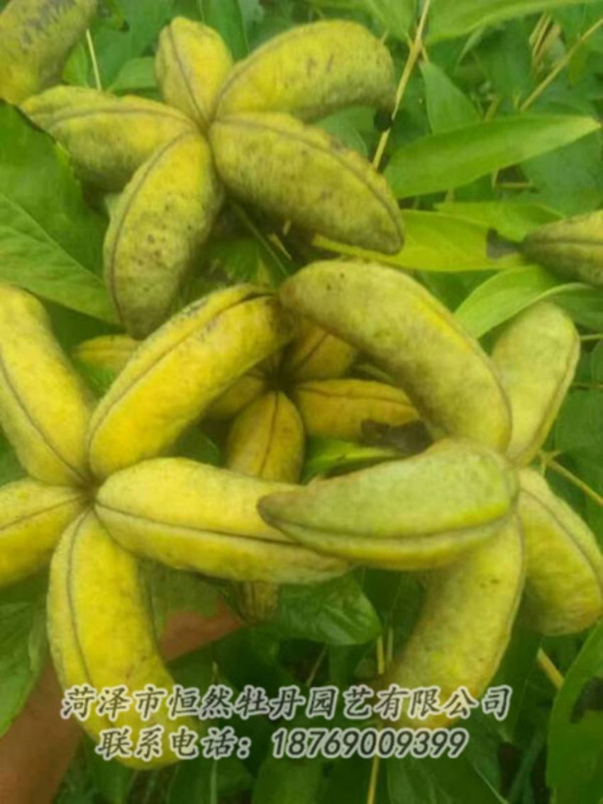 點擊查看詳細信息<br>標(biāo)題：油用牡丹 閱讀次數(shù)：1313