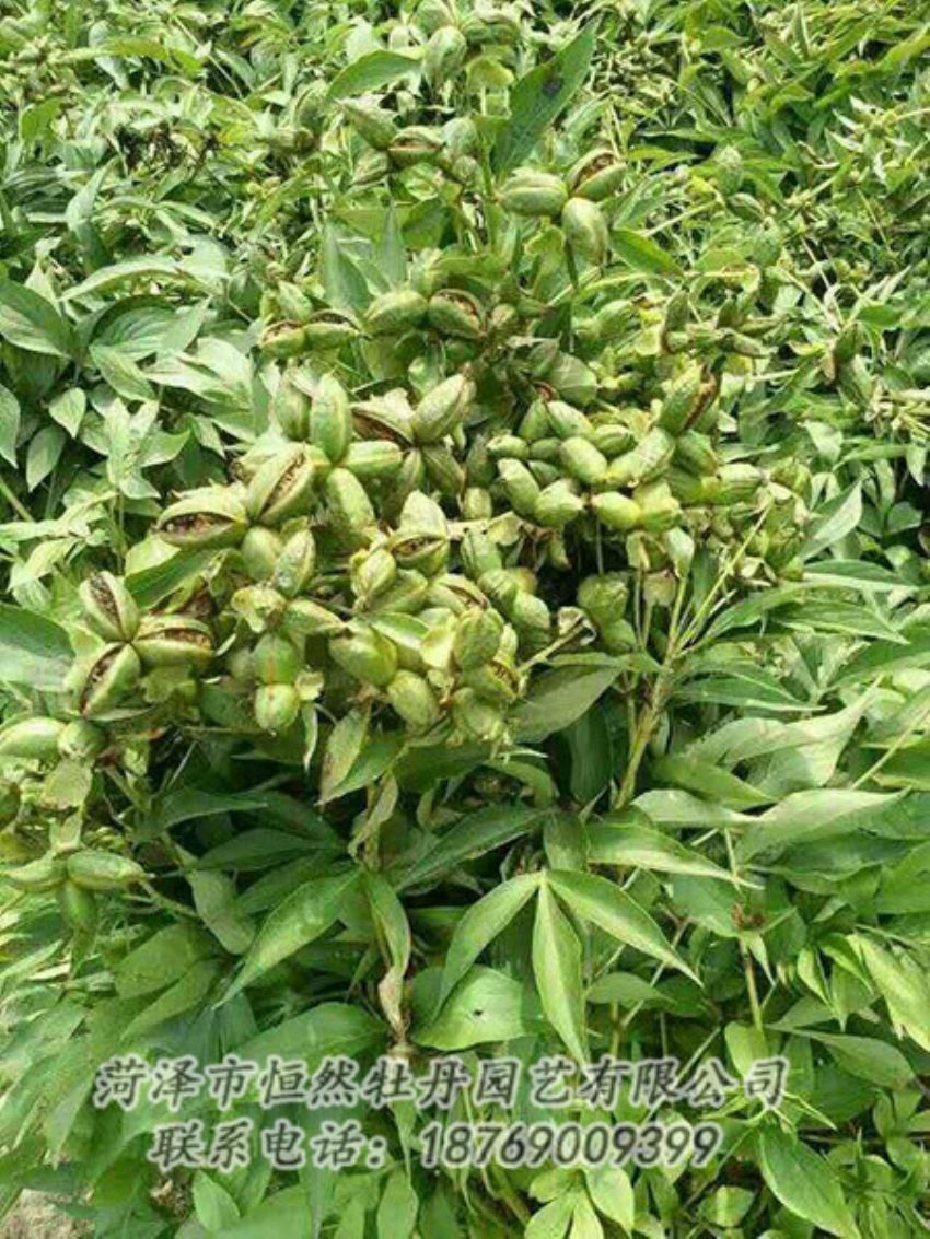 點擊查看詳細信息<br>標(biāo)題：油用牡丹 閱讀次數(shù)：1267