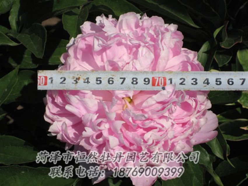 點(diǎn)擊查看詳細(xì)信息<br>標(biāo)題：桃面爭(zhēng)春 閱讀次數(shù)：1244