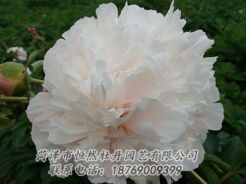 點(diǎn)擊查看詳細(xì)信息<br>標(biāo)題：白色牡丹 閱讀次數(shù)：1223
