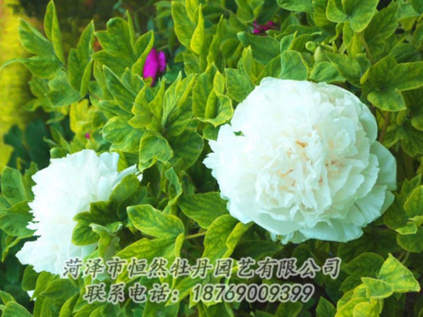 點(diǎn)擊查看詳細(xì)信息<br>標(biāo)題：白色牡丹 閱讀次數(shù)：1195