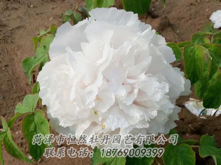 點擊查看詳細信息<br>標題：白色牡丹 閱讀次數(shù)：1018