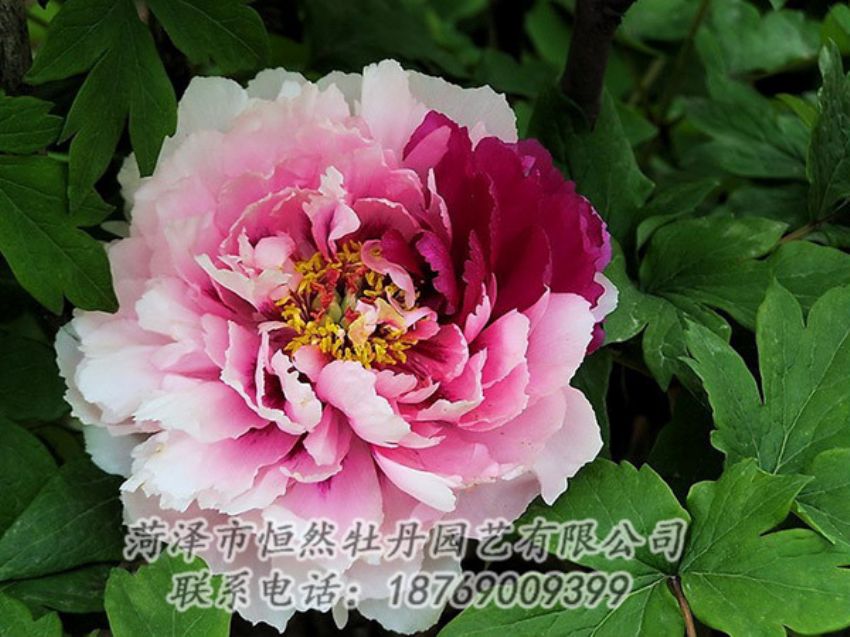 點(diǎn)擊查看詳細(xì)信息<br>標(biāo)題：復(fù)色牡丹 閱讀次數(shù)：1271