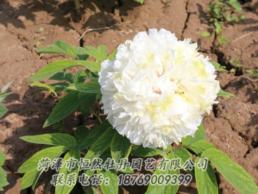 點(diǎn)擊查看詳細(xì)信息<br>標(biāo)題：白色牡丹 閱讀次數(shù)：1236