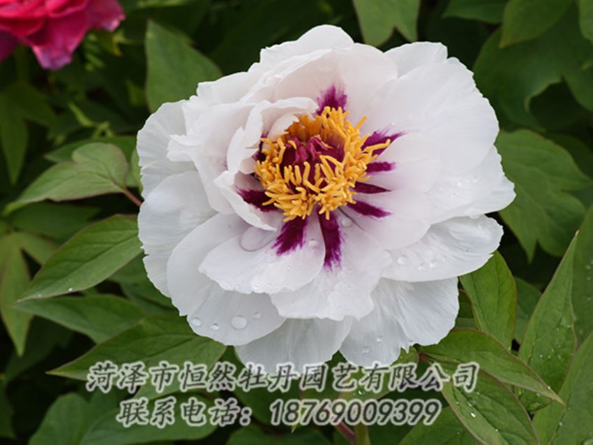 點(diǎn)擊查看詳細(xì)信息<br>標(biāo)題：白色牡丹 閱讀次數(shù)：1238