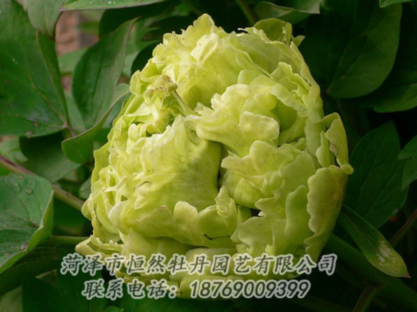 點(diǎn)擊查看詳細(xì)信息<br>標(biāo)題：綠色牡丹 閱讀次數(shù)：1281